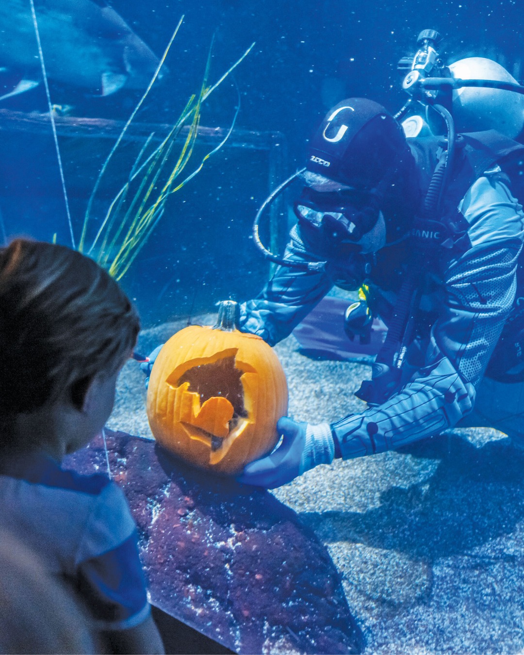 Things are getting a little spooky under the sea! 🎃 ODDtober at the Tennessee Aquarium brings seasonal fun all month long, including underwater pumpkin carvings, “eerie” animal programs, and free stickers from the gift shop when you mention “ODDtober.”

📍@tennesseeaquarium