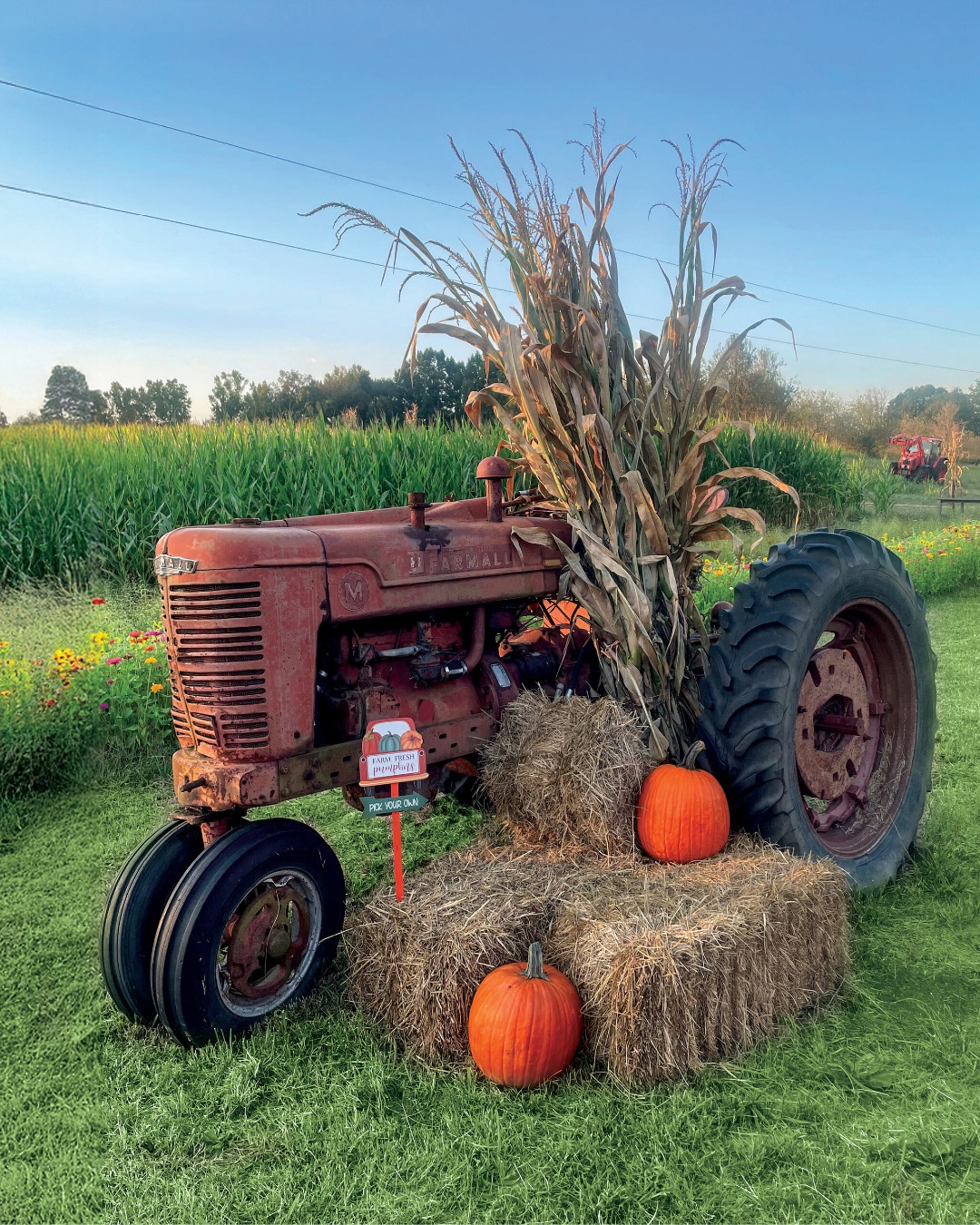 Hayrides, corn mazes, and fields of pumpkins galore—Guthrie Pumpkin Farm & Corn Maze is fall fun at its finest. 🍂 Located 50 minutes from downtown Chattanooga, families can enjoy hours of fall fun together on the farm.

📷 Photo Courtesy of Guthrie Pumpkin Farm & Corn Maze
