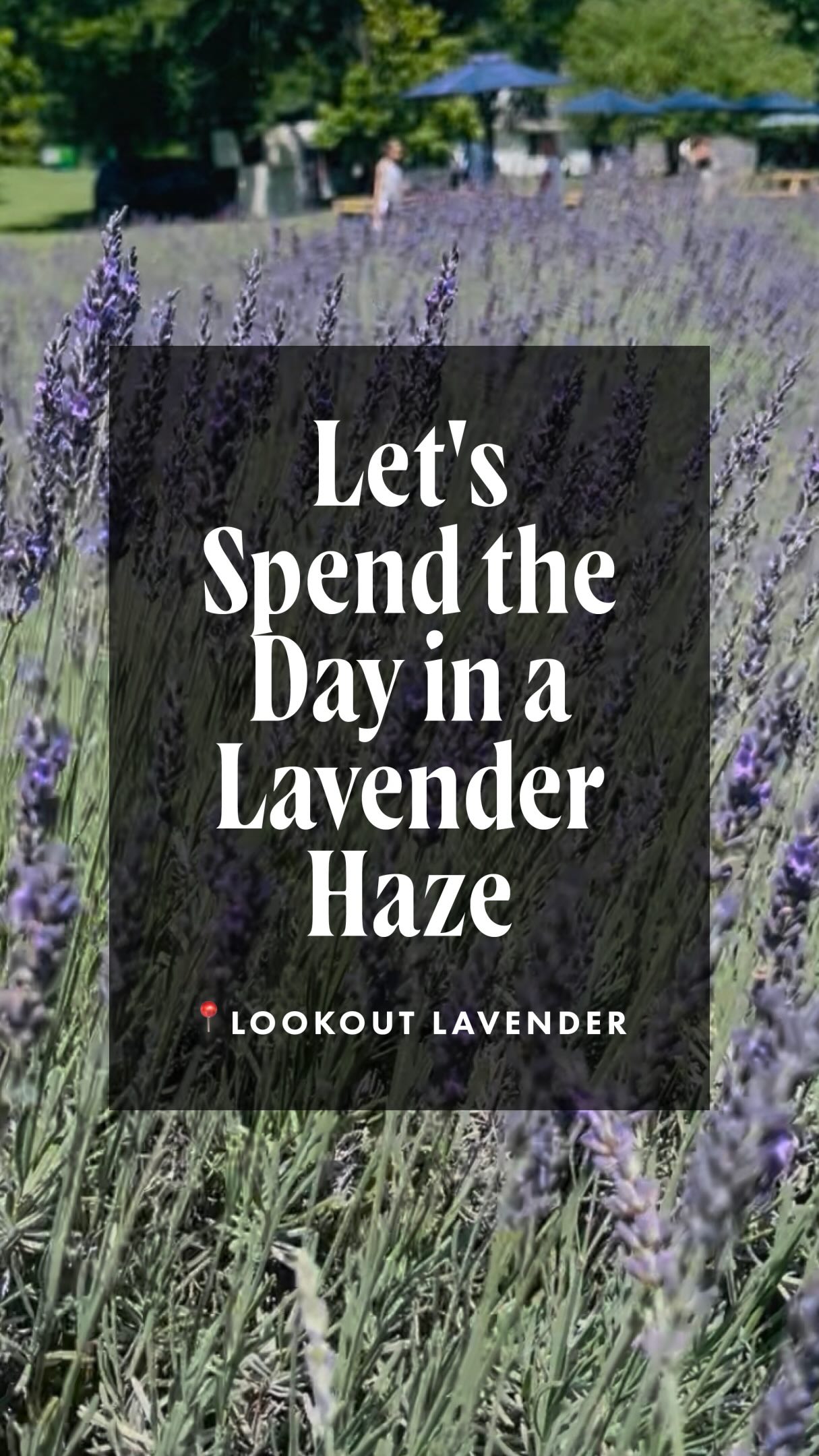 Show of hands, who’s ready to step into their lavender era? 🪻⛰️ From now until the end of June, Lookout Lavender’s Upick event is the perfect way to relax and unwind. Grab your friends and loved ones for a day filled with fragrant blooms, cold drinks, and breathtaking mountain views. And don’t forget to swing by The Lav Shack for homemade goodies and creative inspiration for your freshly picked lavender!

🥤: @cheimantea 
🍕: @lookoutmountainpizza 

Lavender fields | Lavender season | Taylor swift | Chattanooga Swifties | Local farm | Countryside | Mountains | Summer Vibes | Relaxing | Scenic Views |Purple Dreams
