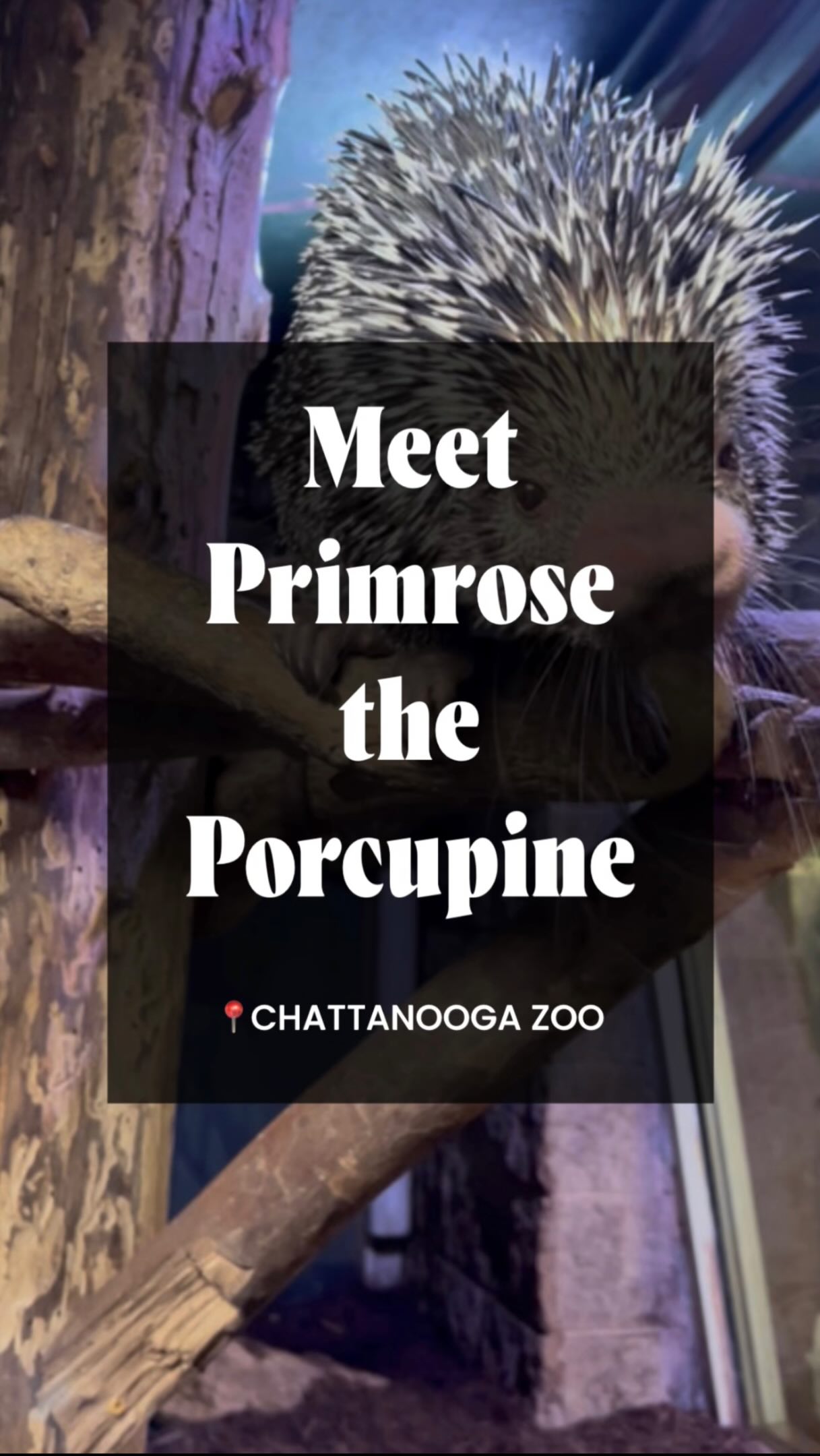 Ready to get up close and personal with one of Chattanooga Zoo‘s cutest residents? 

Meet Primrose, the prehensile-tailed porcupine, through a WILD Encounter at @chattanoogazoo! This 30-minute adventure includes a guided visit with a zookeeper, a feeding opportunity, photos to remember your visit, and Zoo admission for the day.

All WILD Encounters must be booked in advance on Chattanooga Zoo’s website, so plan ahead for an unforgettable experience that’s fun for the whole family!

📍Chattanooga Zoo (301 N Holtzclaw Ave.)