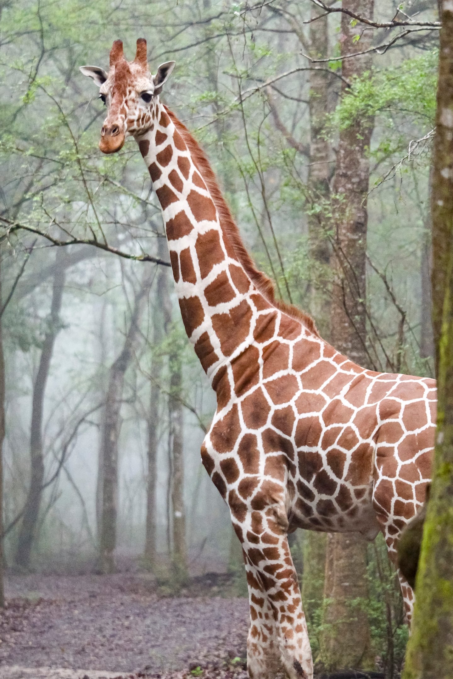 giraffe-at-chattanooga-zoo.RightColumn2
