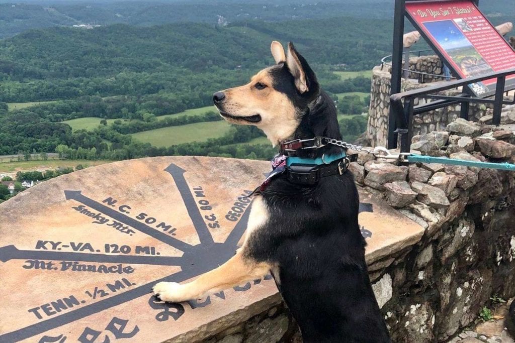 Dog at the see seven states lookout at Rock City Gardens
