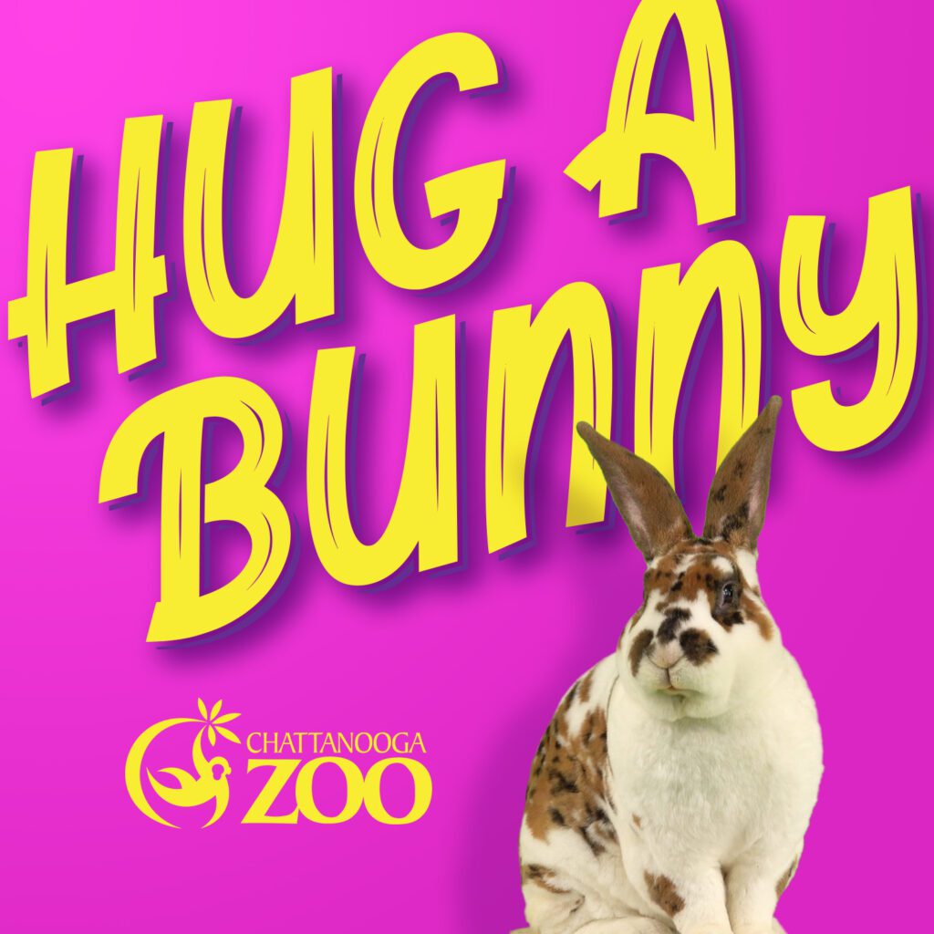 A cute rabbit sits in front of a bright pink background with bold yellow text that says "HUG A BUNNY" and a zoo logo.