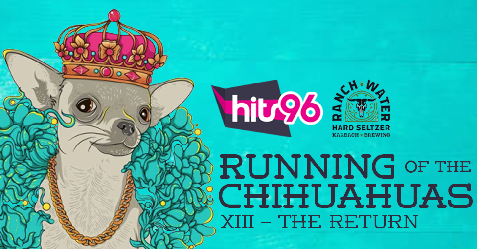 Running of the Chihuahuas