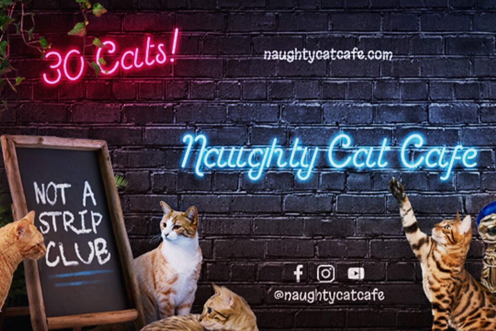 naughty cat cafe