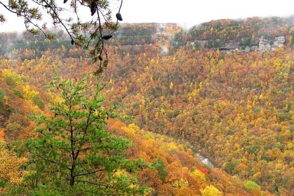 fall trees at North Chickamauga Gorge State Natural Area