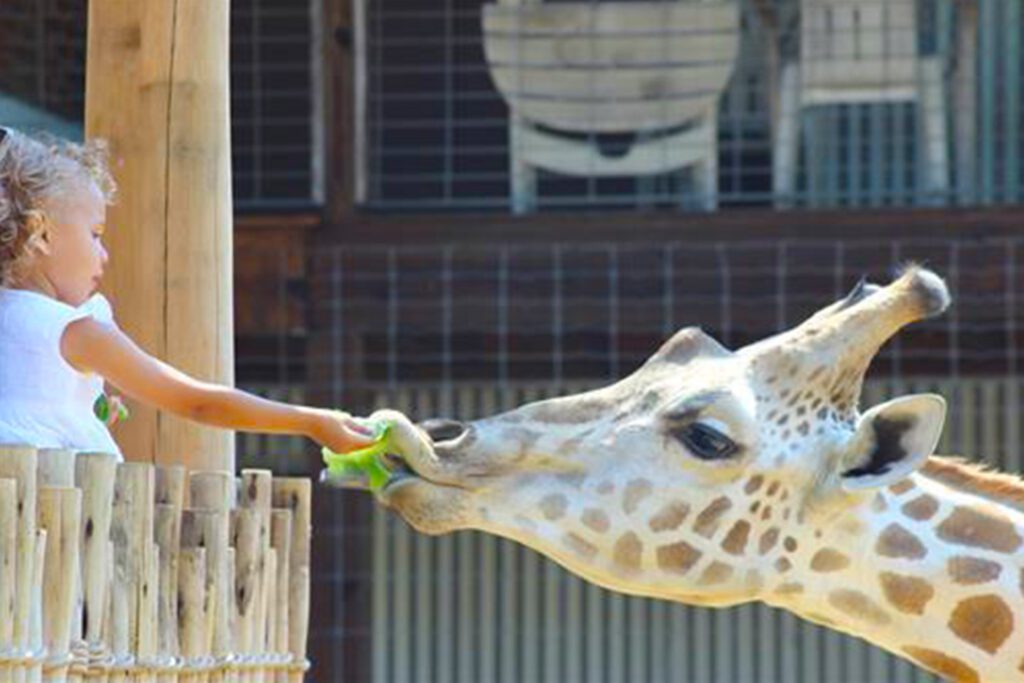 chattanooga zoo feeding a giraffe