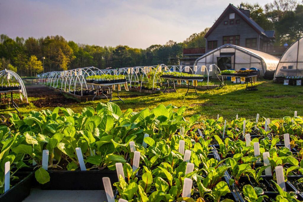 Crabtree Farms plants in A Chattanoogan’s Guide to Gardening