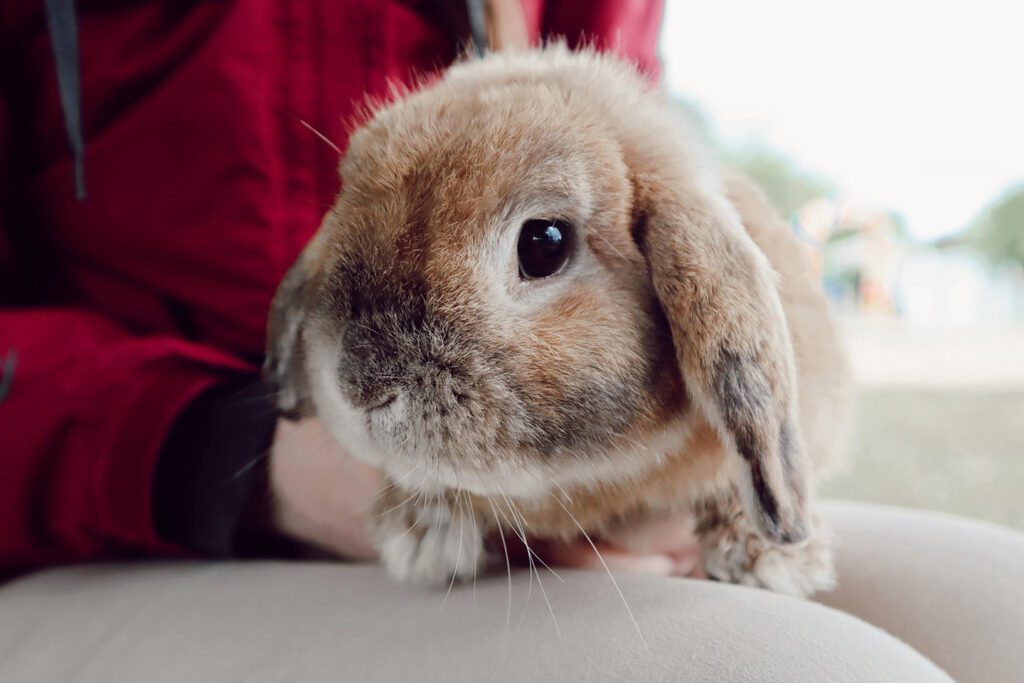 A bunny being held by someone in a red shirt at the Chattanooga Zoo's Hug a Bunny Days event.