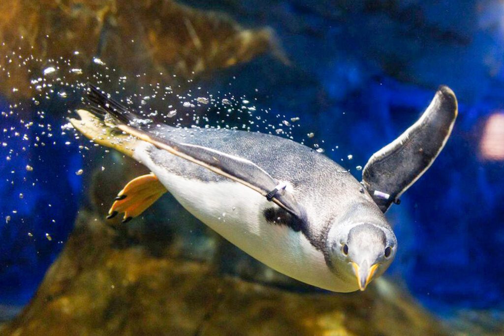 Penguin swimming at TN Aquarium.