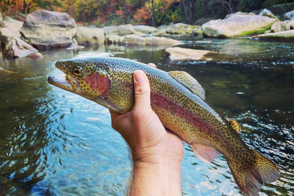 Trout caught fly fishing on on a creek in Chattanooga.
