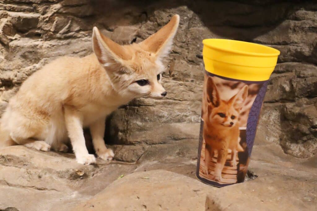 Chattanooga fox standing next to a cup with a picture of himself