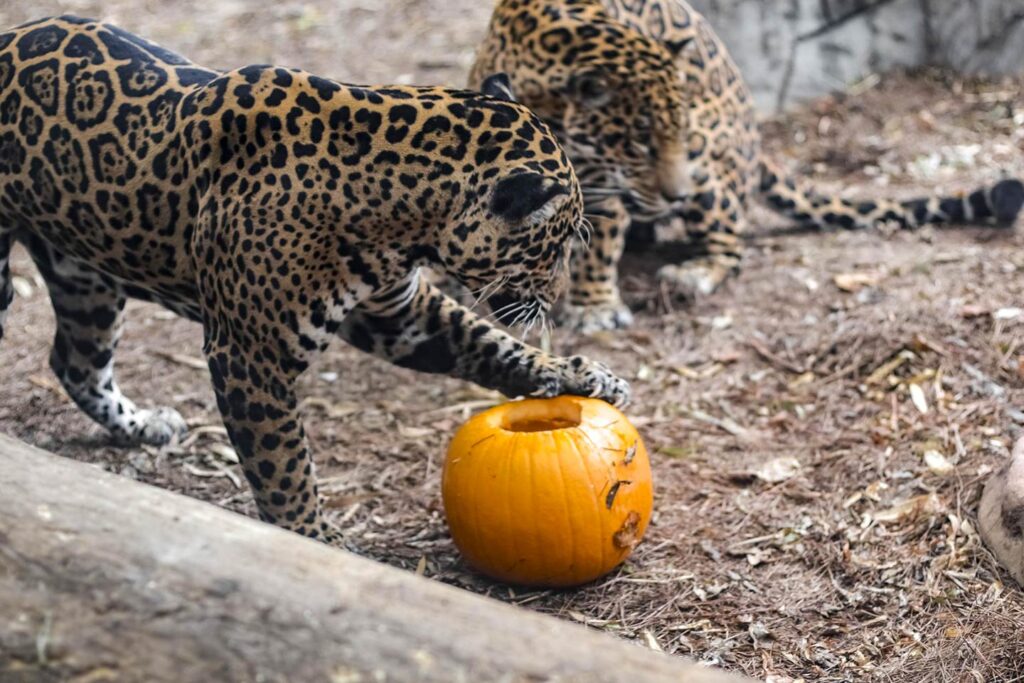 Leopard playing with a carved jack-o-lantern at the Chattanooga Zoo. One of the fun things to see in Chattanooga this October!