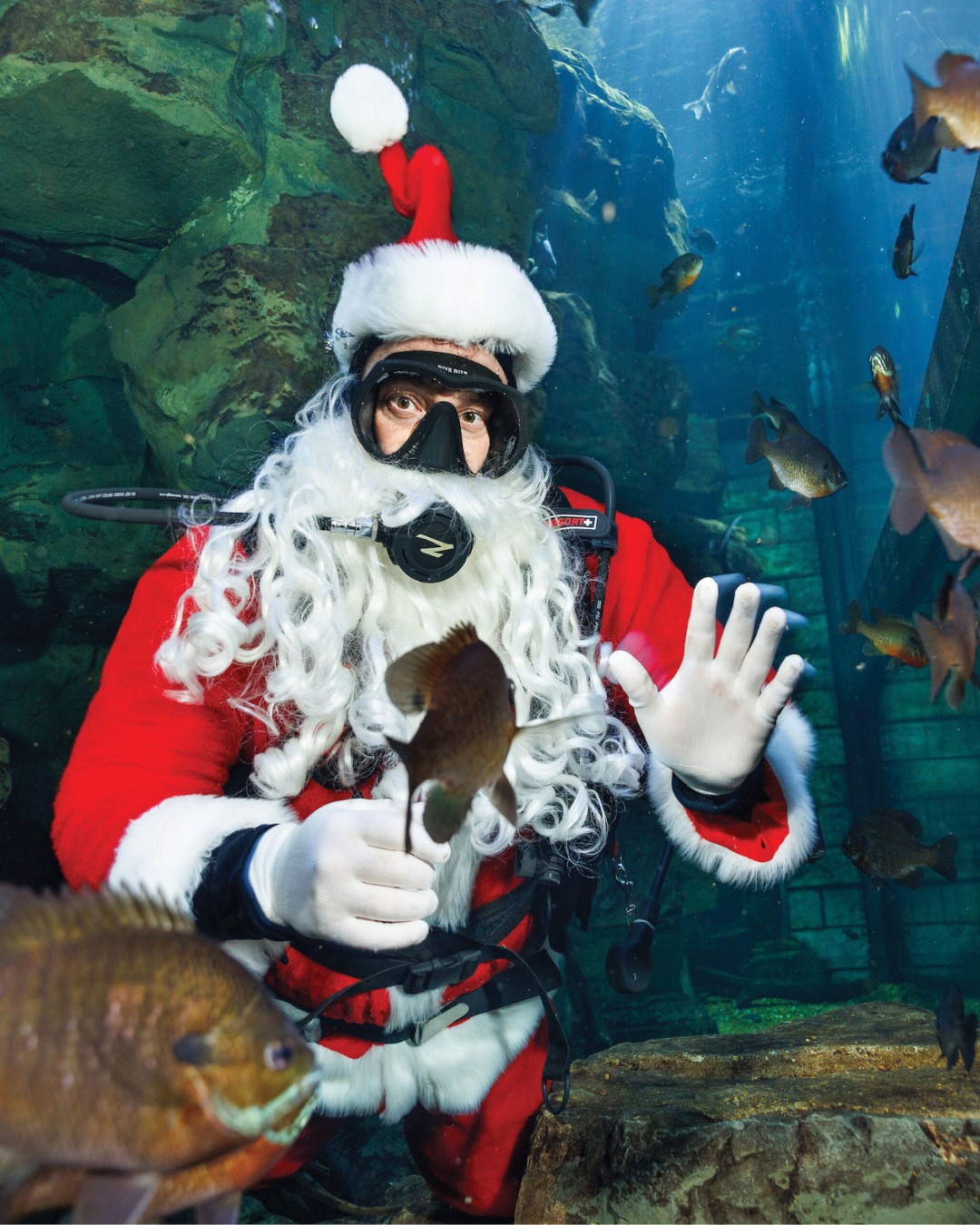 From daily seasonal programming to visits from SCUBA Claus and more, families can celebrate the season with a visit to the Tennessee Aquarium for Holiday Under the Peaks. 🐟 Included with regular admission, guests can enjoy holiday music, festive décor and more through December 28.

📍@tennesseeaquarium