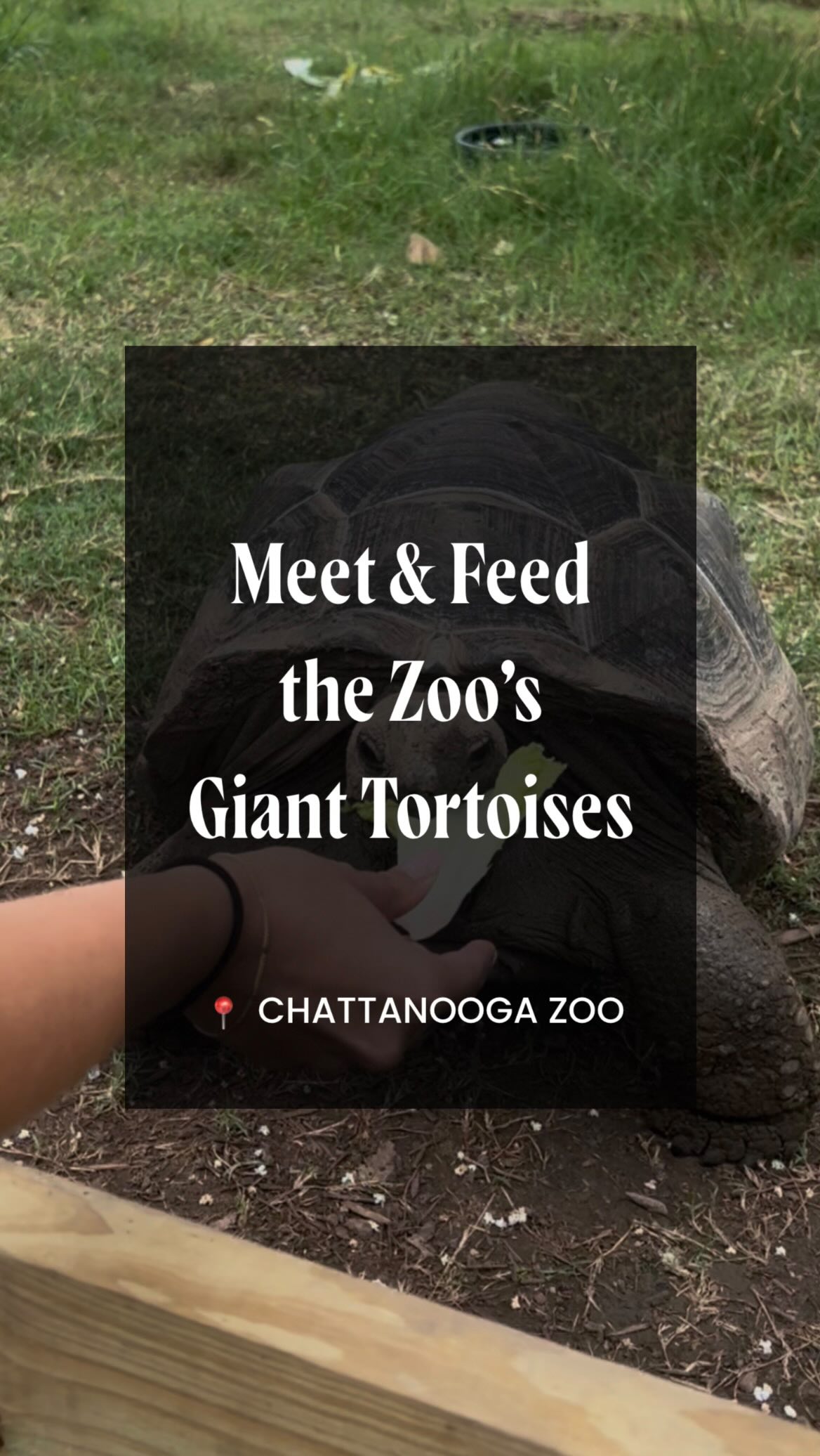 Did you know you can feed the second-largest tortoise species in the world at Chattanooga Zoo? 🐢 The Aldabra tortoise feeding experience lets you get up close with these gentle giants while learning more about their incredible size, habits, and personalities from the Zoo staff. 

Great for visitors of all ages, you’ll have the opportunity to hand-feed the tortoises and brush their shells, which they love!

📍Chattanooga Zoo (301 N Holtzclaw Ave.)
📅 Wednesdays through Sundays from 10 a.m. to 11 a.m.