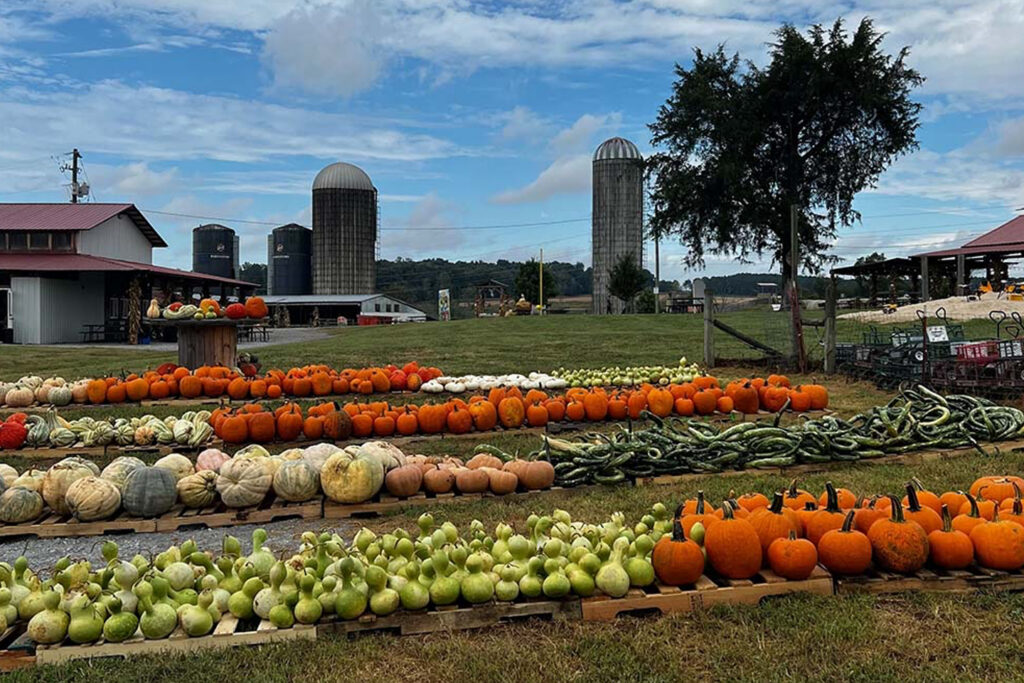 Mayfield Farm Park with pumpkins