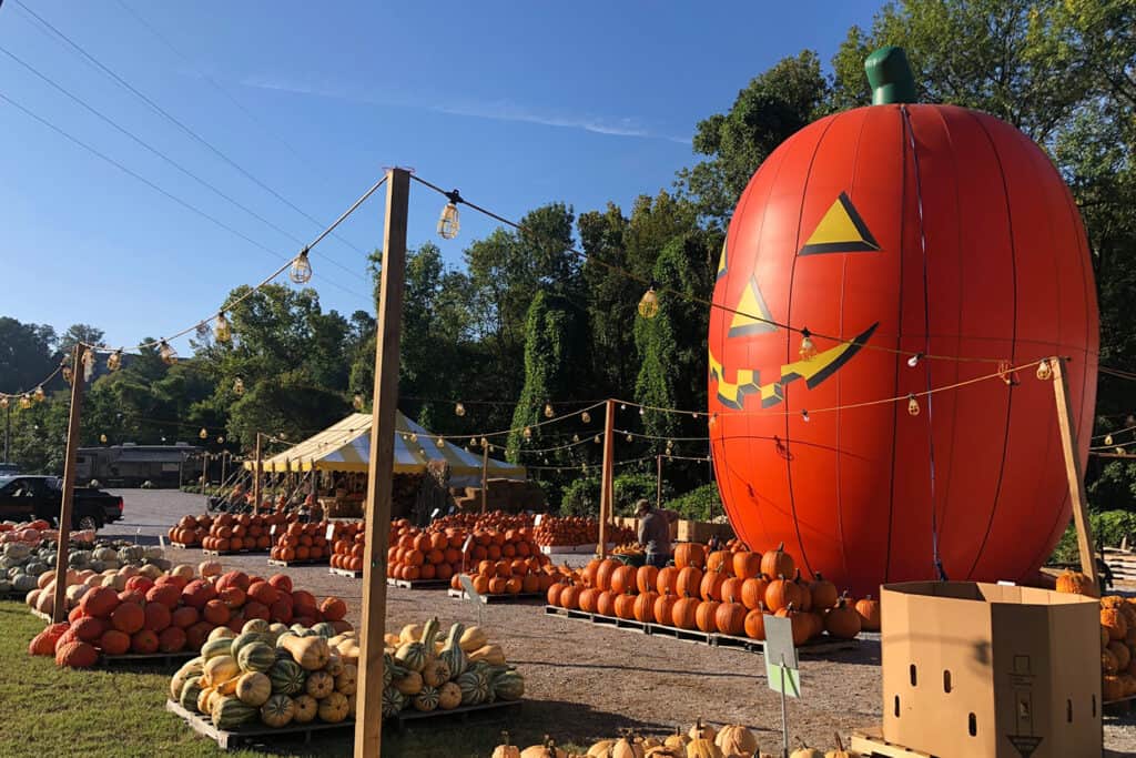 weaver tree farms pumpkin stands patch