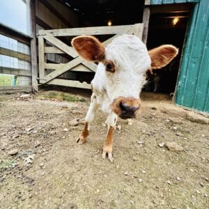 cute cow posing for the camera