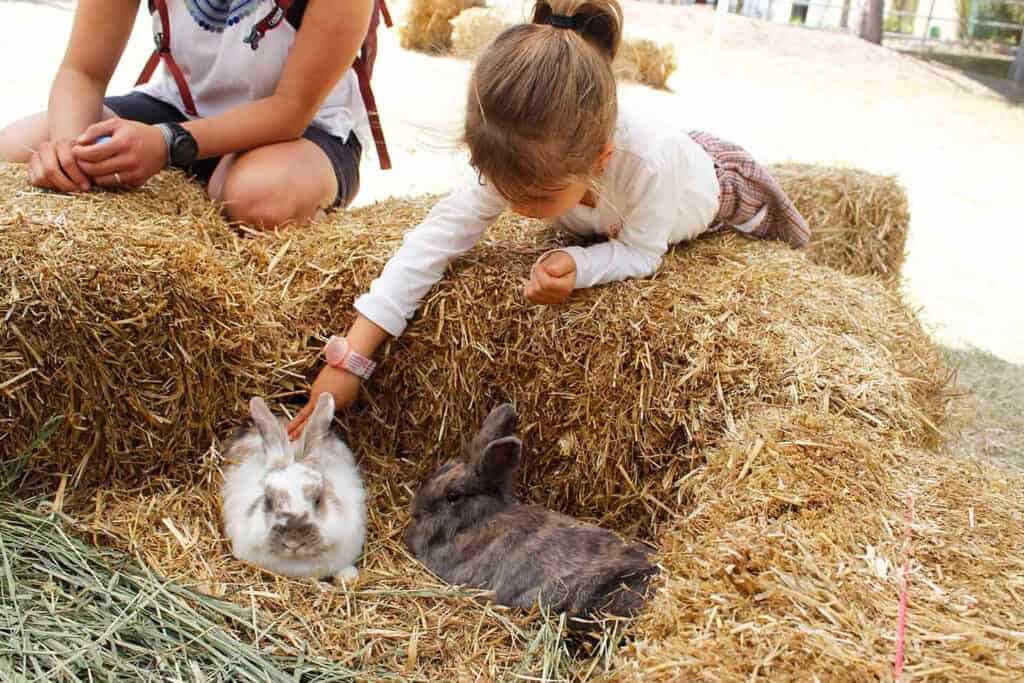 child touching a bunny