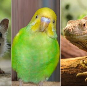 exotic pet show ad for chattanooga