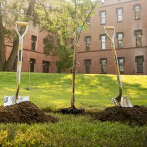 trees planted in the ground with shovels