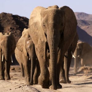 A herd of elephants walking along a dry, dusty path with mountains in the background.