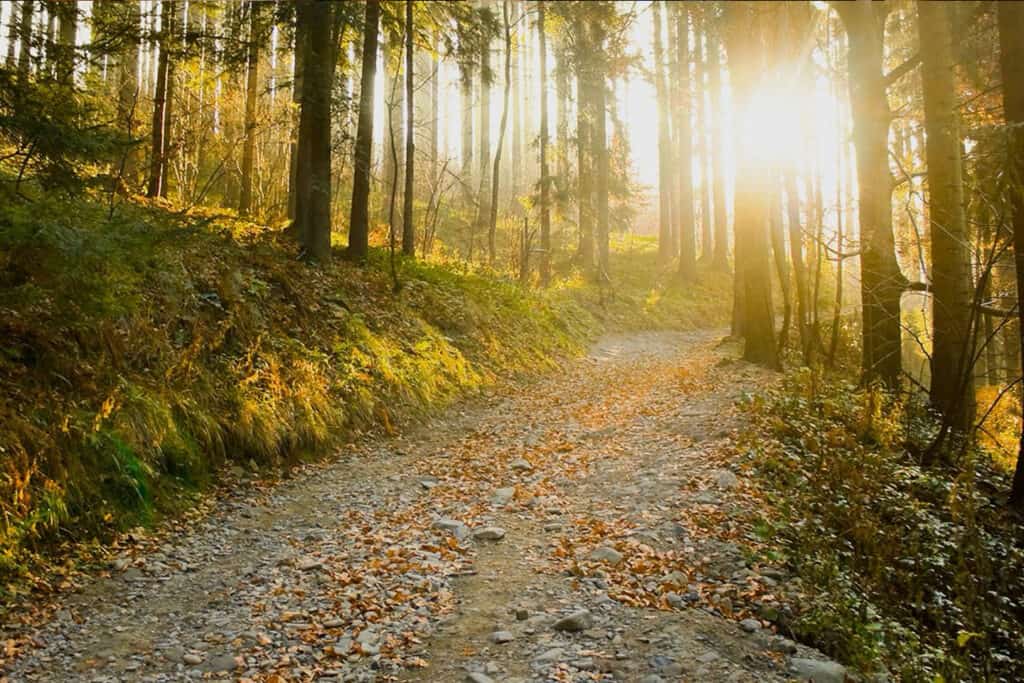 A winding forest path covered in autumn leaves, bathed in soft sunlight filtering through tall trees.