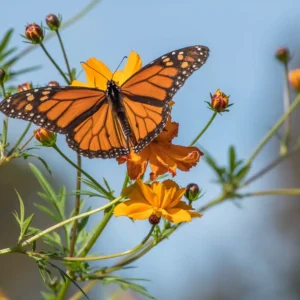 A vibrant orange butterfly perched on yellow flowers, surrounded by green leaves against a blue sky.