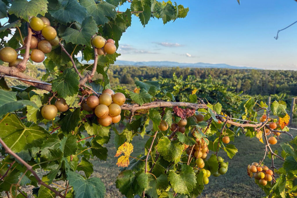 Muscadine grapes on the vineyard with rolling hills in the distance