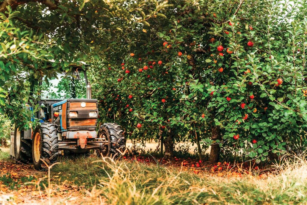 Apple Valley Orchards