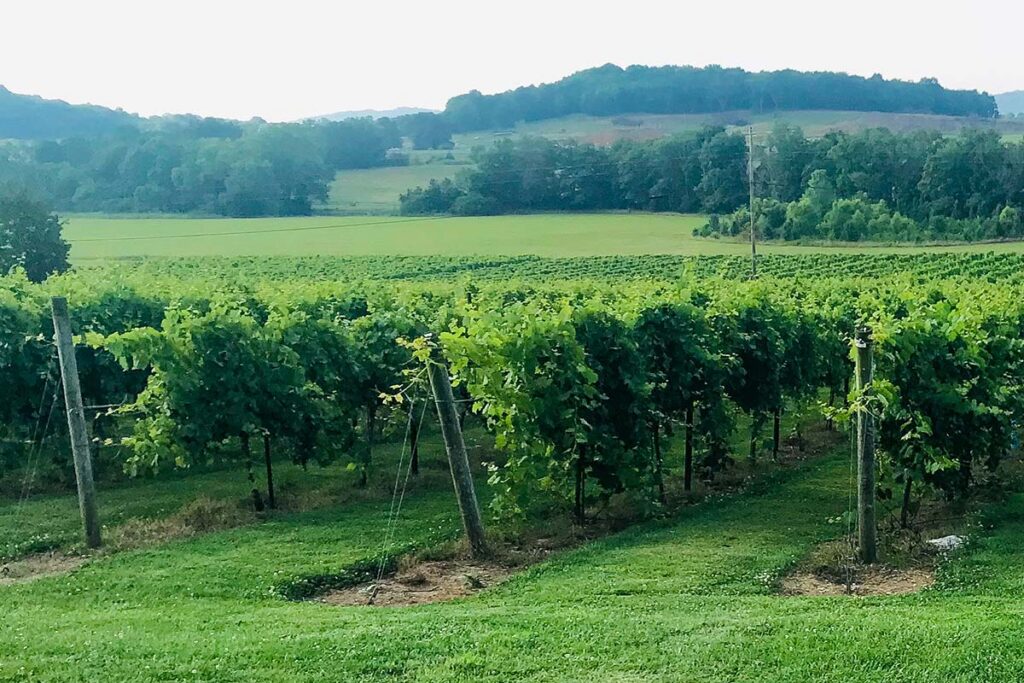 winery fields