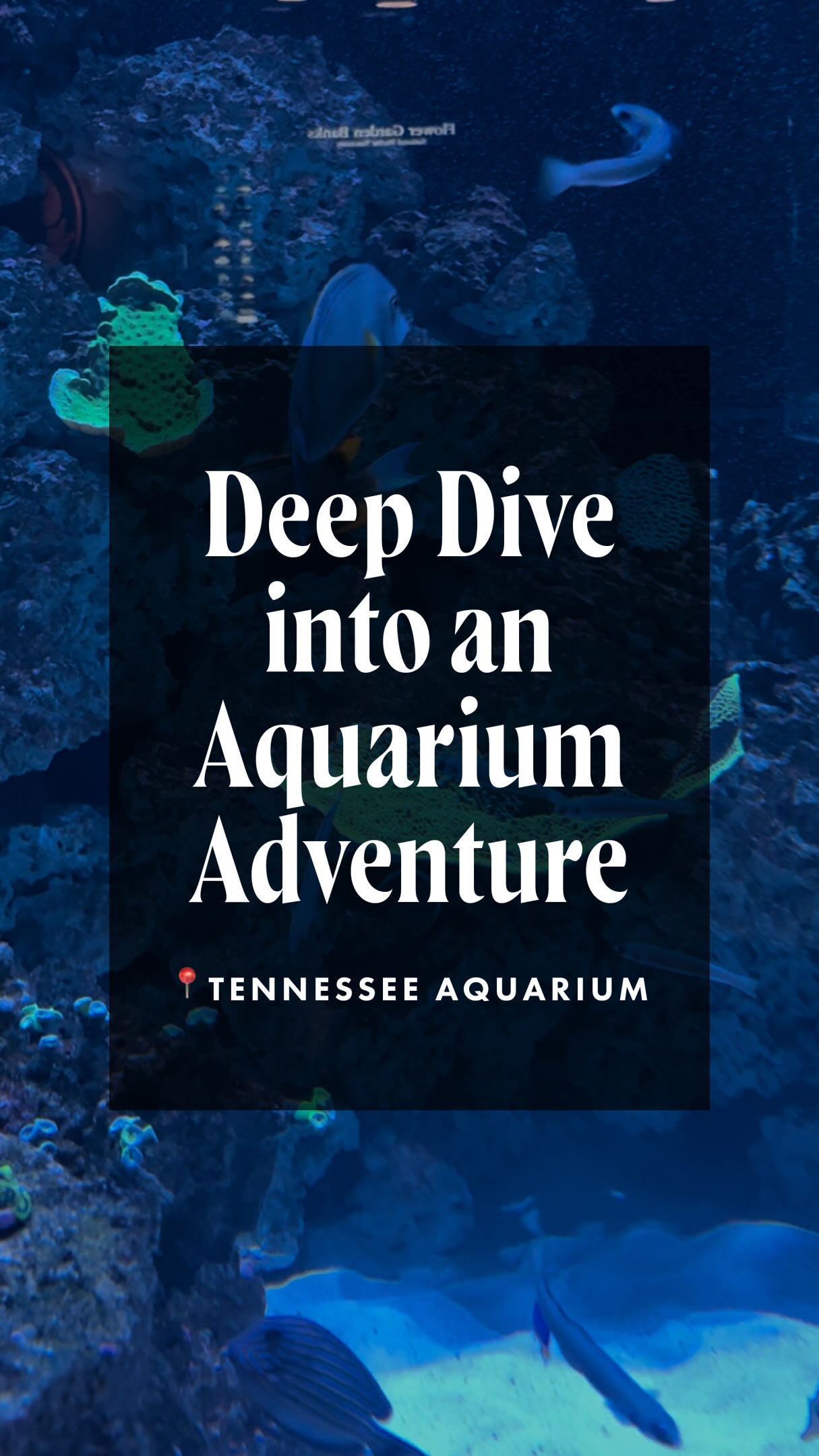The @tennesseeaquarium is a must-add to your summer bucket list! Let us know what your favorite part about the aquarium is, and tag a friend you want to spend the day immersed in relaxation with! 

Tennessee | Aquarium | River Journey | Ocean Journey | Nature | Conservation | Adventure | Family Fun | Weekend Getaway | Explore Tennessee
