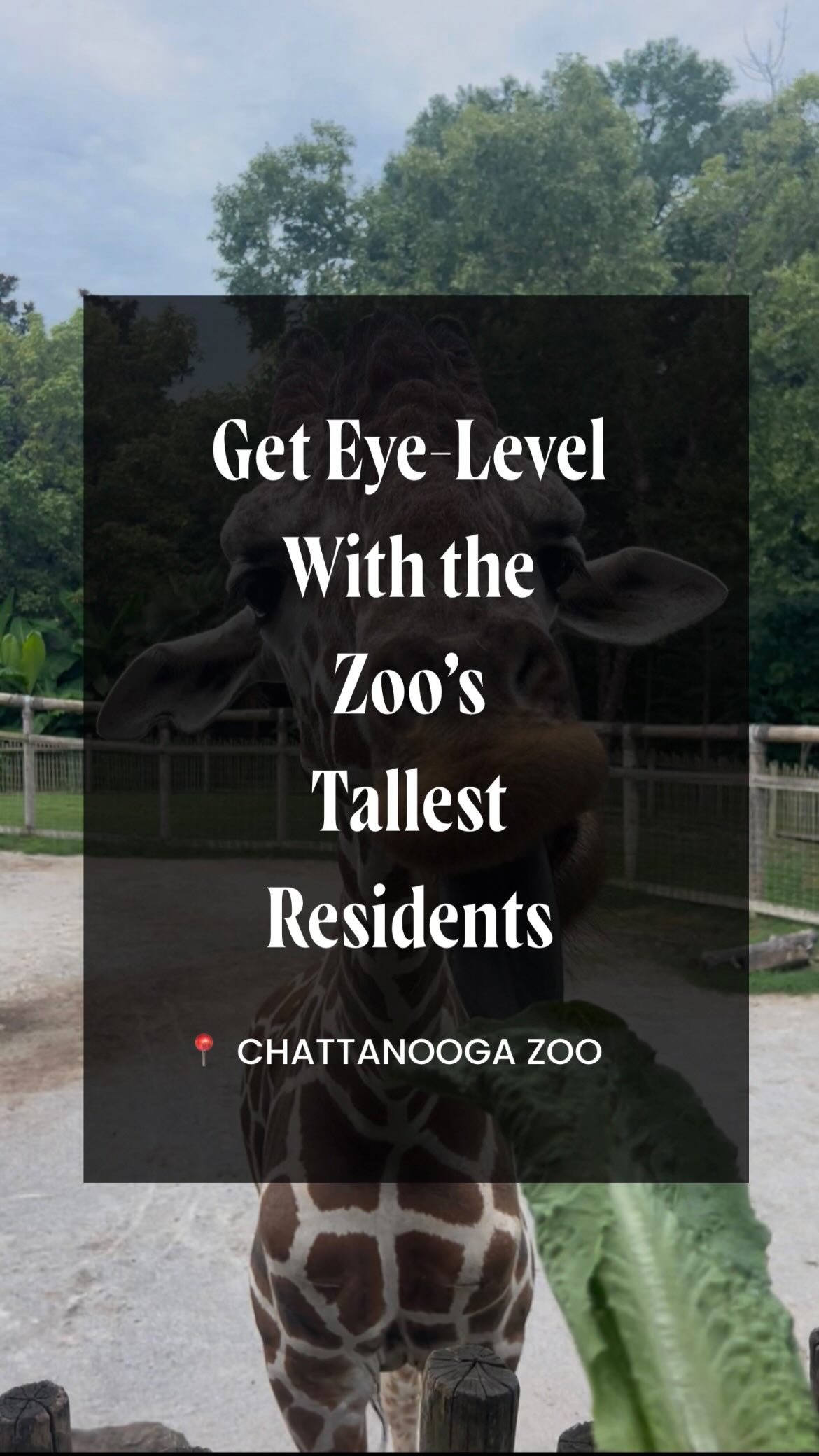 Looking for a zoo experience you’ll never forget? 🦒 Head over to Chattanooga Zoo’s giraffe feeding station for the chance to meet these gentle giants up close!

For just $5 (or $4 for Zoo members), you’ll have the opportunity to hand-feed one of the Zoo’s resident giraffes. Plus, the feeding deck offers a unique view and plenty of photo-worthy moments. 📸

Advance registration is not required, and tickets can be purchased at the giraffe feeding platform. 

📍@chattanoogazoo (301 N Holtzclaw Ave.)
📅 Wednesdays through Sundays from 10 a.m. to 3 p.m.