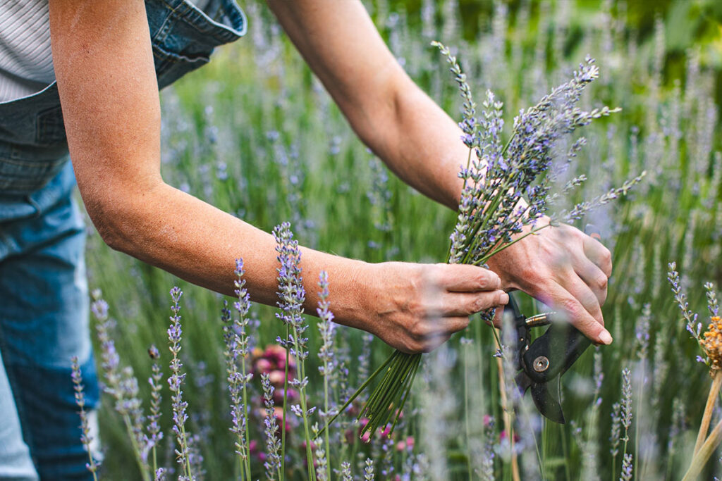 lavender picking