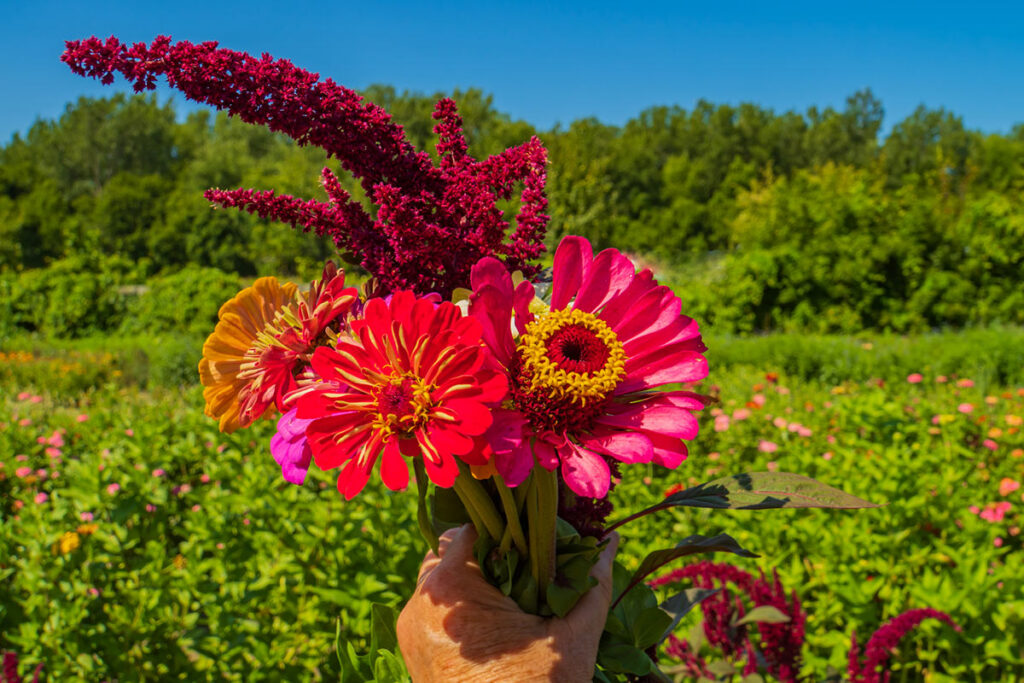 zinnia bouquet picking at fox mountain