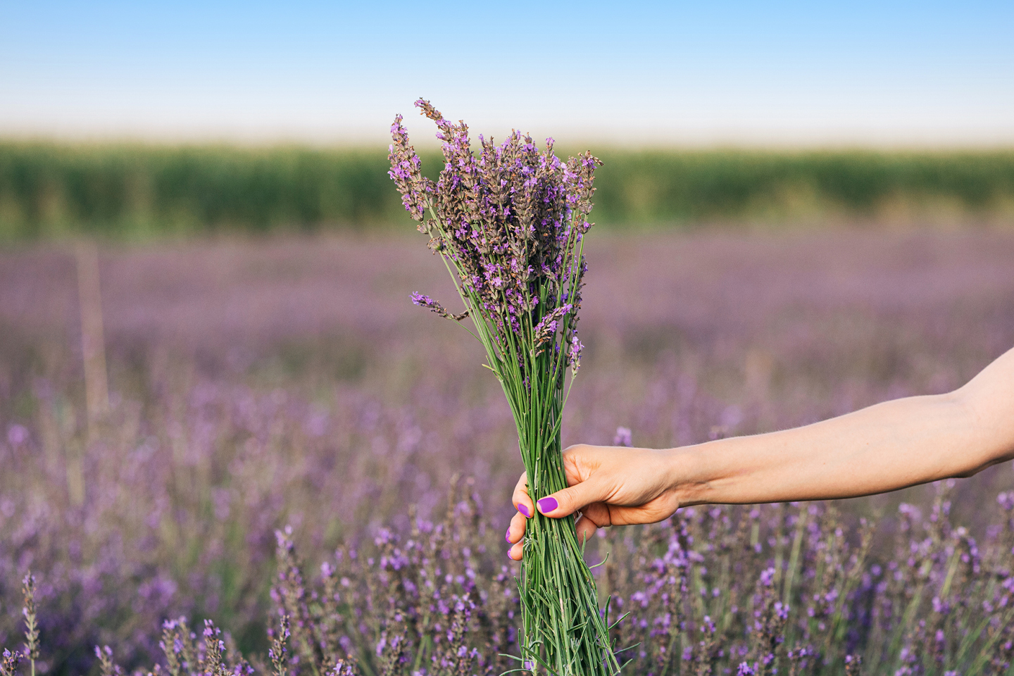 A woman's hand holding a bunch of lavender flowers in the middle of a lavender field