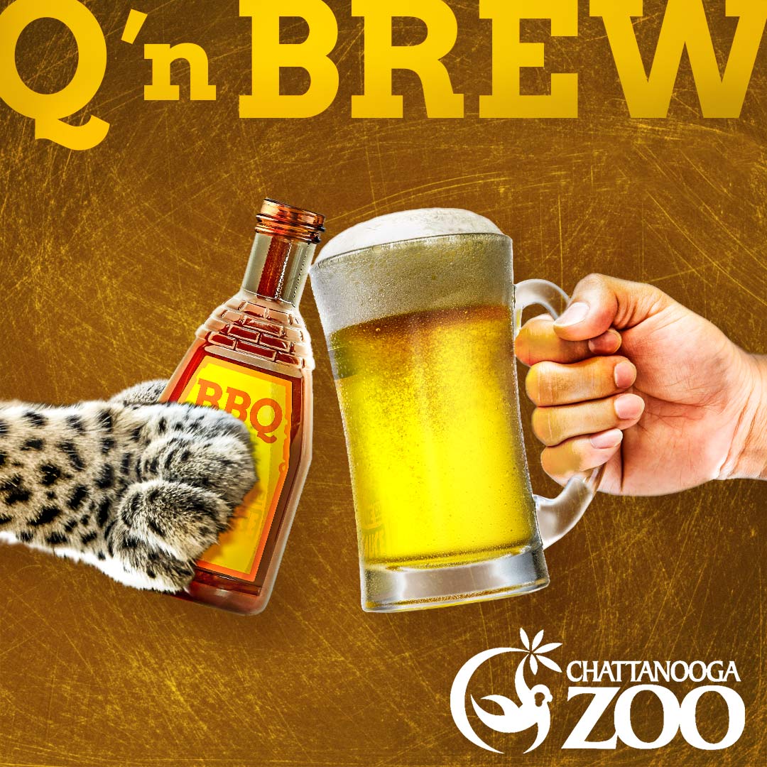 Q 'n brew event