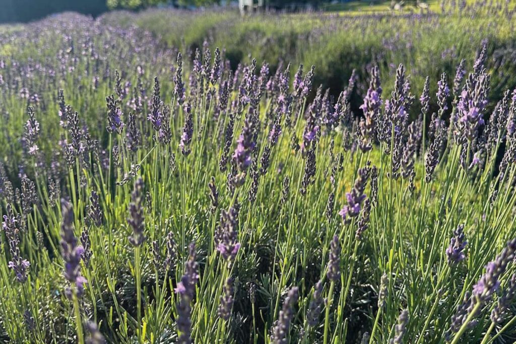 Lookout Lavender