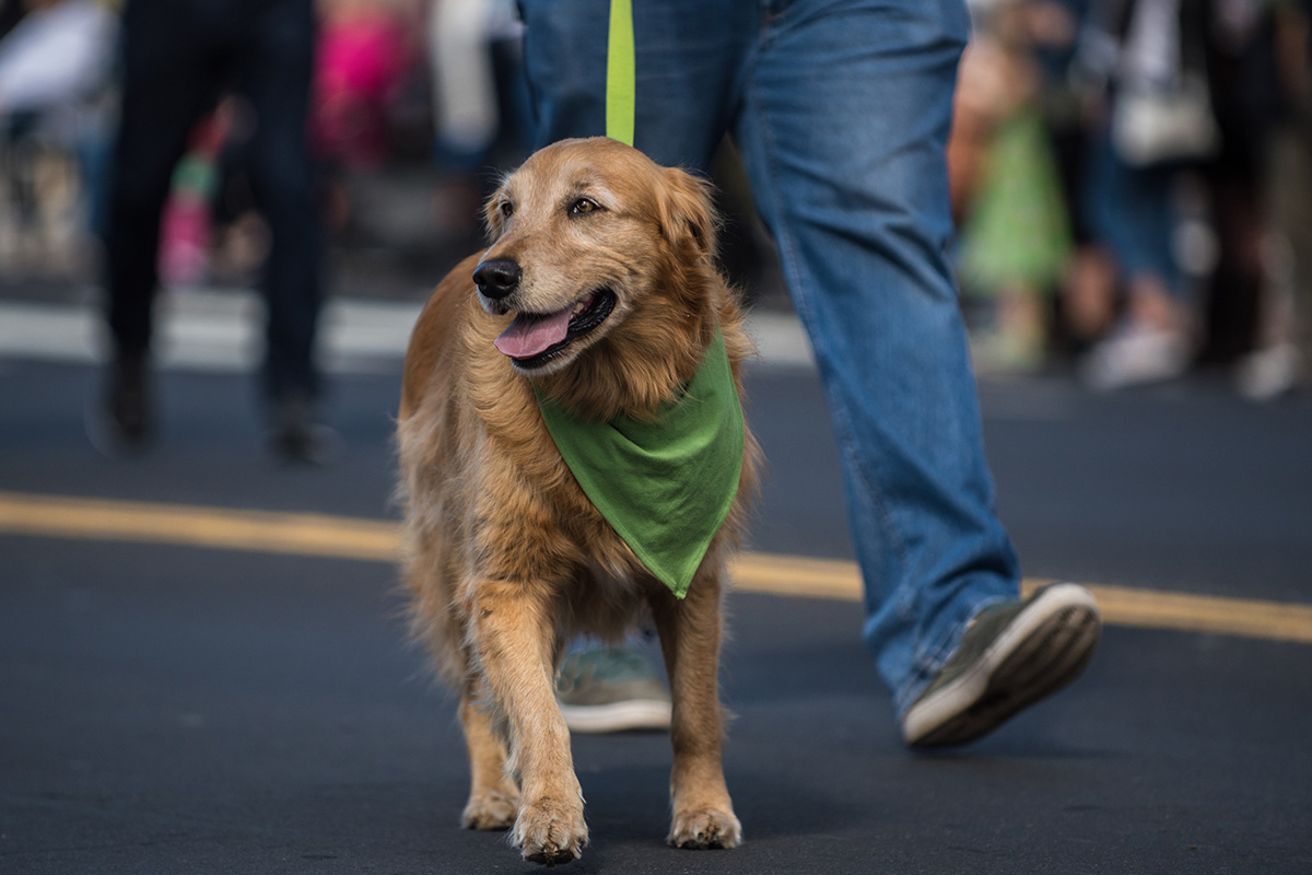Paw Palooza