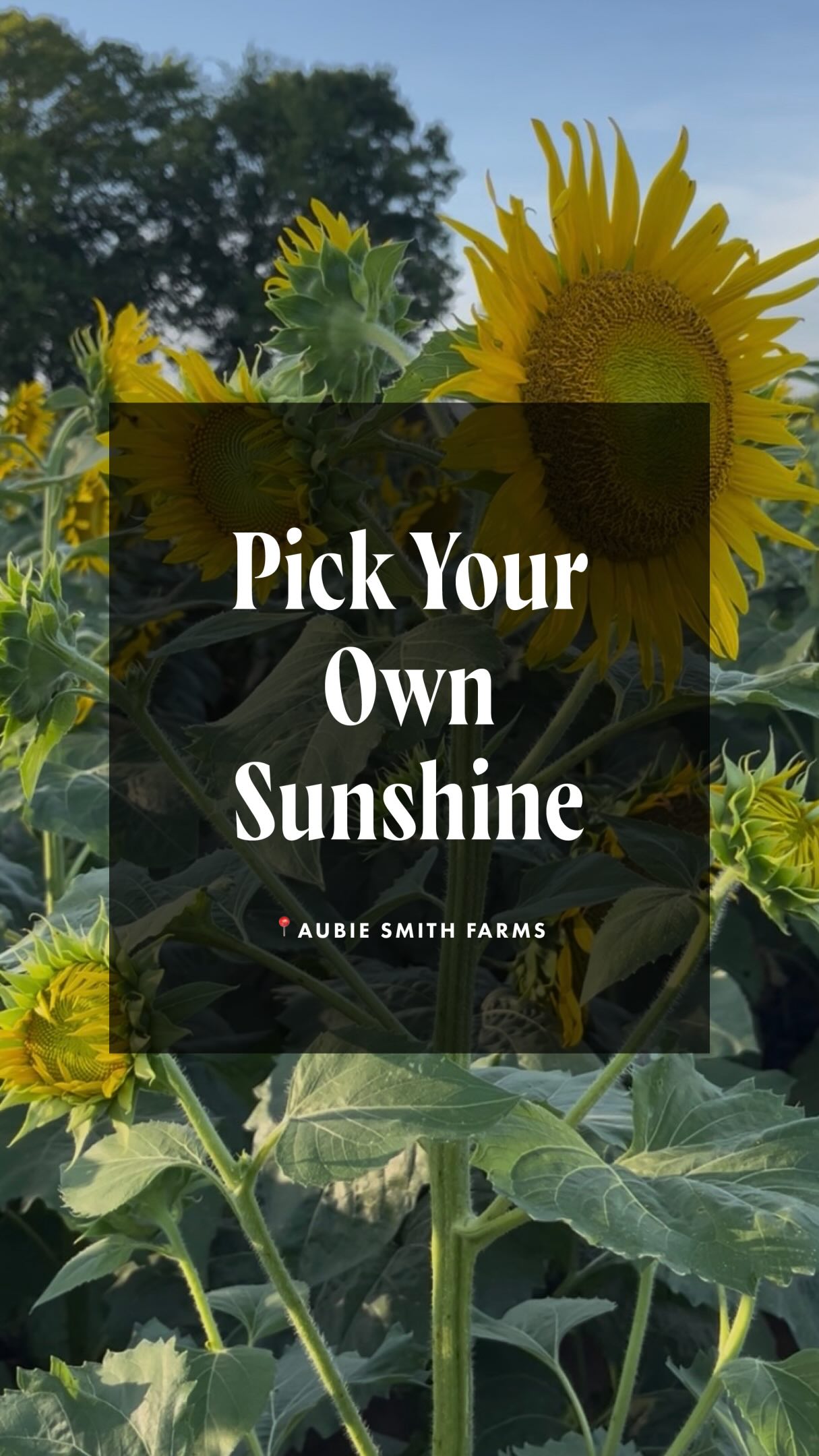 Tag your sunflower friend – the one who brings warmth, optimism, and joy into your life! 🌻🦋 

We loved spending golden hour in Aubie Smith Farms’ sunflower fields, and their butterfly release made the experience even more magical. Watching dozens of butterflies take flight and dance around the blooms is a memory we’ll never forget.

While tickets for the July 25 butterfly release are sold out, the farm still welcomes guests to witness as the next kaleidoscope fills the sky. Thanks to the sea of sunflowers, many of the butterflies stick around, giving visitors the chance to see them up close. 

Also, don’t miss U-pick season and the opportunity for fun photos! For $20, you can fill a bucket with as many blooms as you like. Just check the farm’s website for daily hours before you visit.

U-pick sunflowers │Sunflower season │Sunflower photos │Flower farm │Butterfly release│Monarch butterflies │Family butterfly event │Pollinators │Outdoor activity │Farm fun │Date idea │ Make memories │Photo opportunity │Instagram-worthy