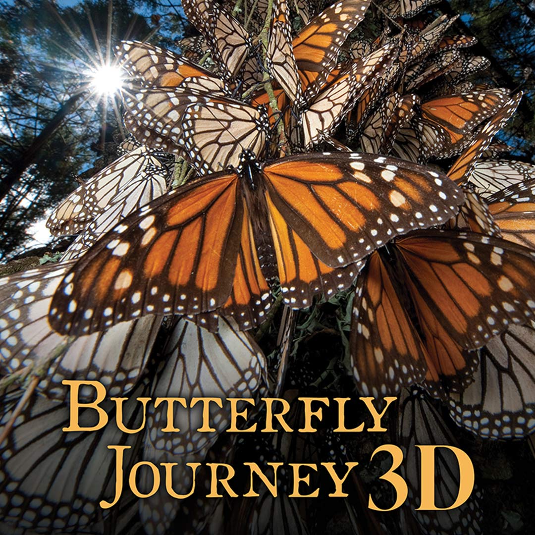 butterfly journey