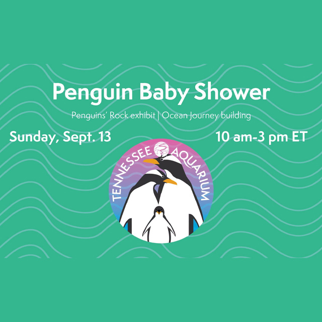 Penguin Baby Shower — Outdoors & nature in Tennessee Aquarium · Chattanooga, TN
