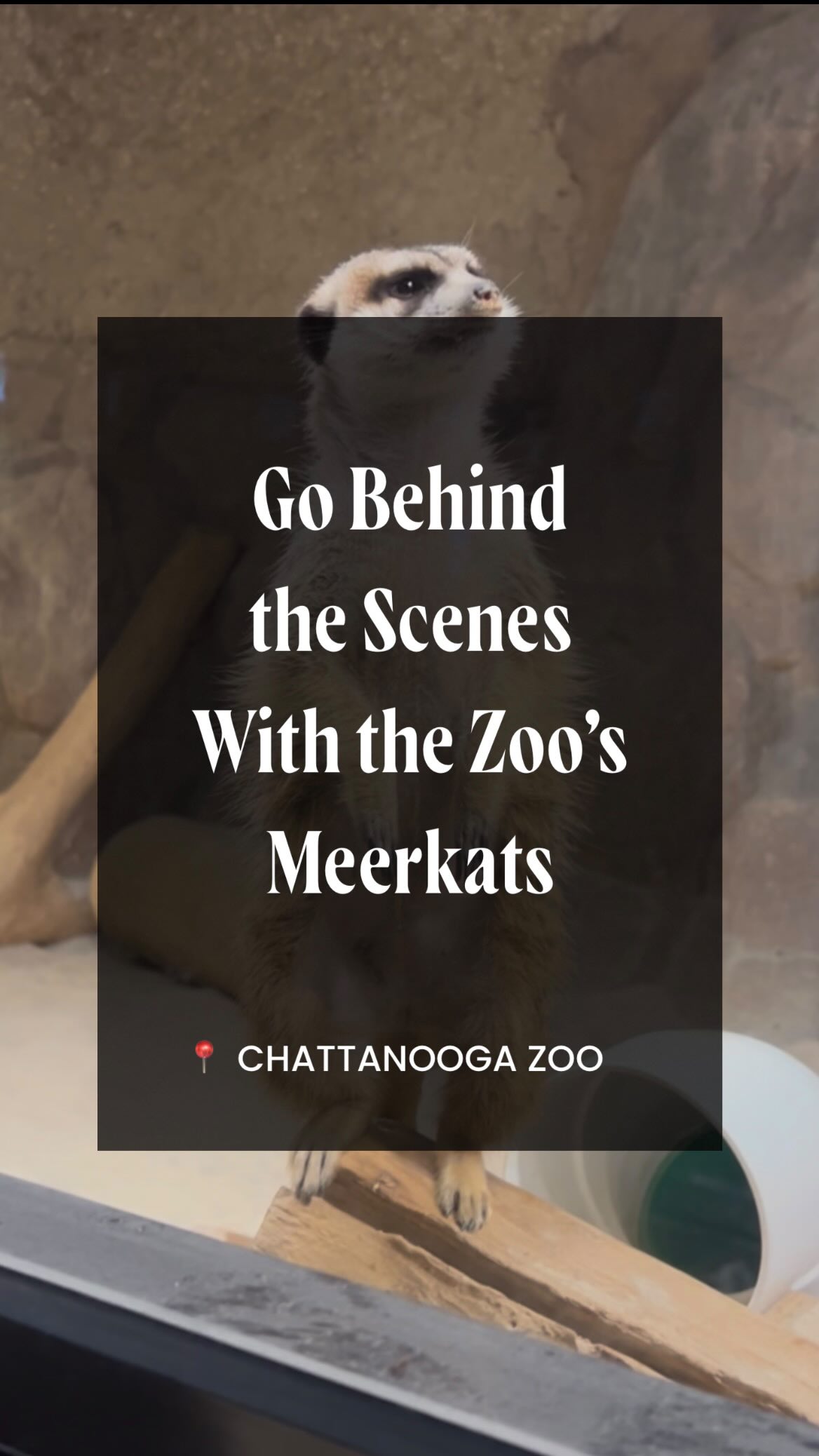 Looking for a Zoo experience that’s a little more wild? 🐾 Chattanooga Zoo’s Meerkat WILD Encounter gives you the chance to step behind the scenes, enter their habitat, and interact with these curious creatures!

This 30-minute, zookeeper-guided experience includes a feeding opportunity, access to staff-only areas, and photos taken by Zoo staff. Plus, you’ll receive full Zoo admission for the day. 📸

All WILD Encounters must be booked in advance, so reserve your spot for a memorable animal experience!

📍Chattanooga Zoo (301 N Holtzclaw Ave.)