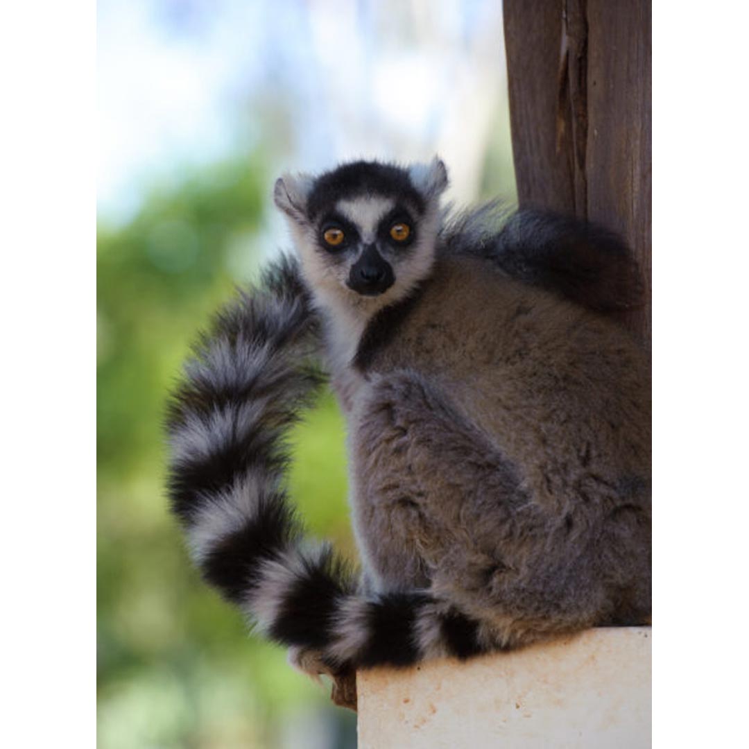 Island of Lemurs: Madagascar 3D in IMAX! — Arts & culture in Tennessee Aquarium IMAX 3D Theater · Chattanooga, TN