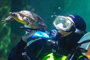 Tennessee Aquarium Diver with Turtle